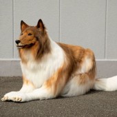 Người đàn ông chi 2 triệu yên để. hóa cún